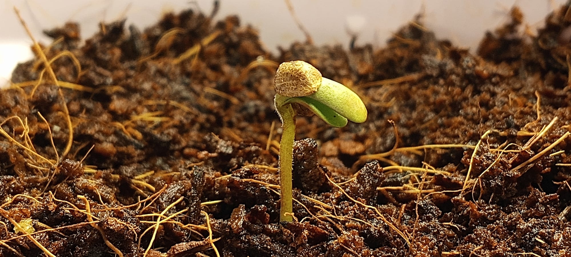 The Soldier of life.. A Runtz strain.
