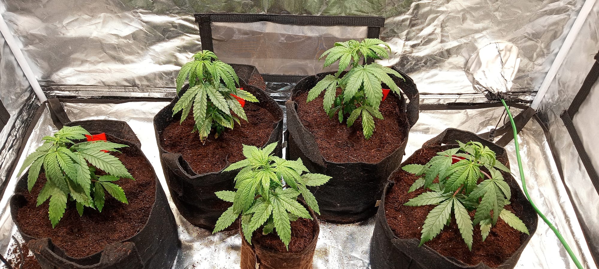 Preparing the Growing Medium